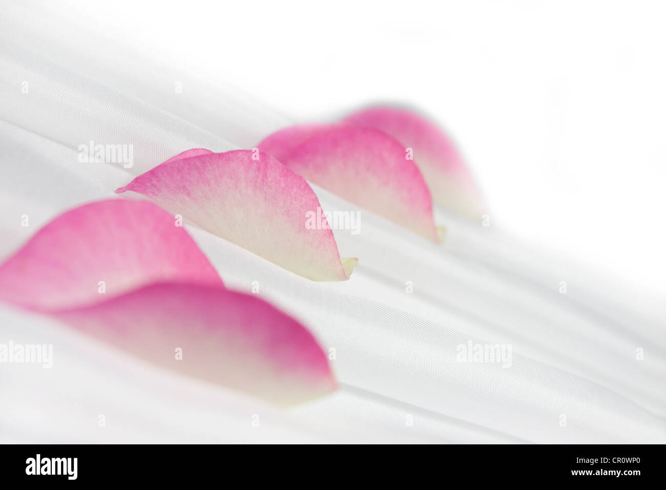Soft petals hi-res stock photography and images - Alamy