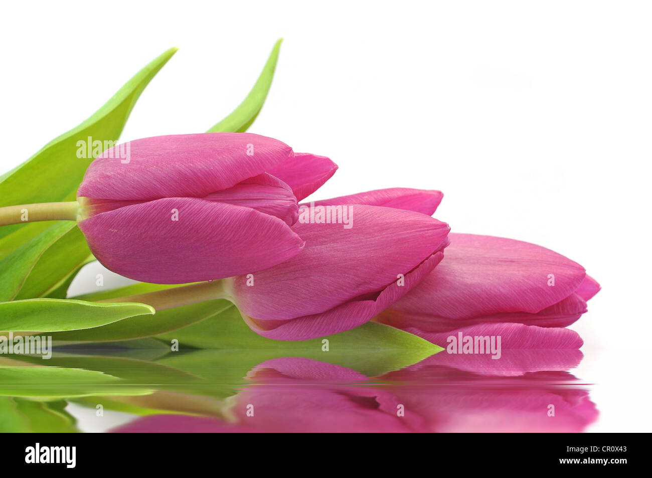 3 pink Tulips (Tulipa) reflected in a mirror Stock Photo