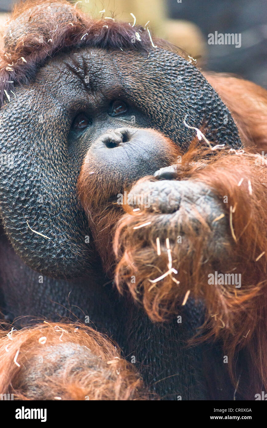 Mature Orangutan. Stock Photo
