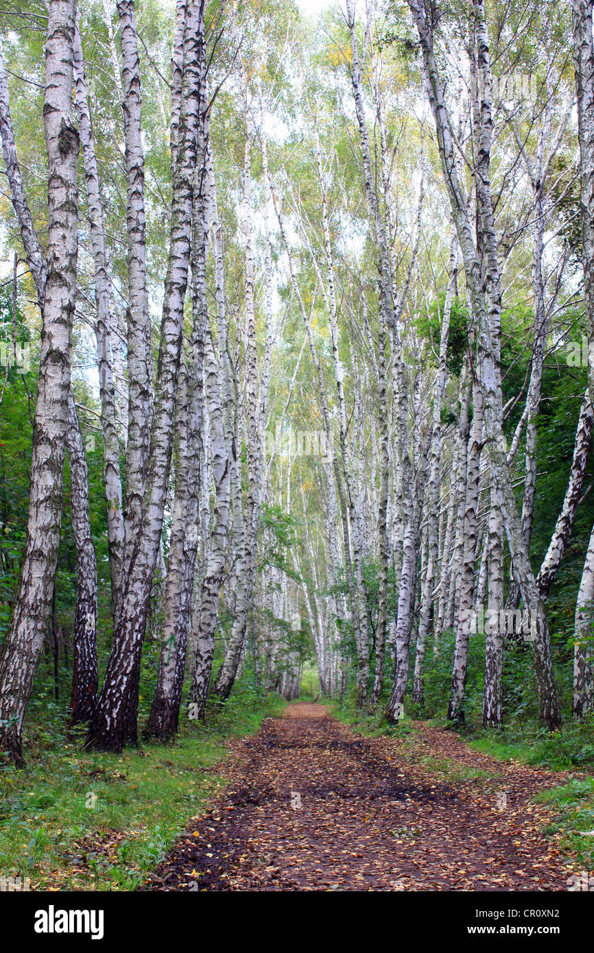 Birch alley in the wood in autumn Stock Photo - Alamy