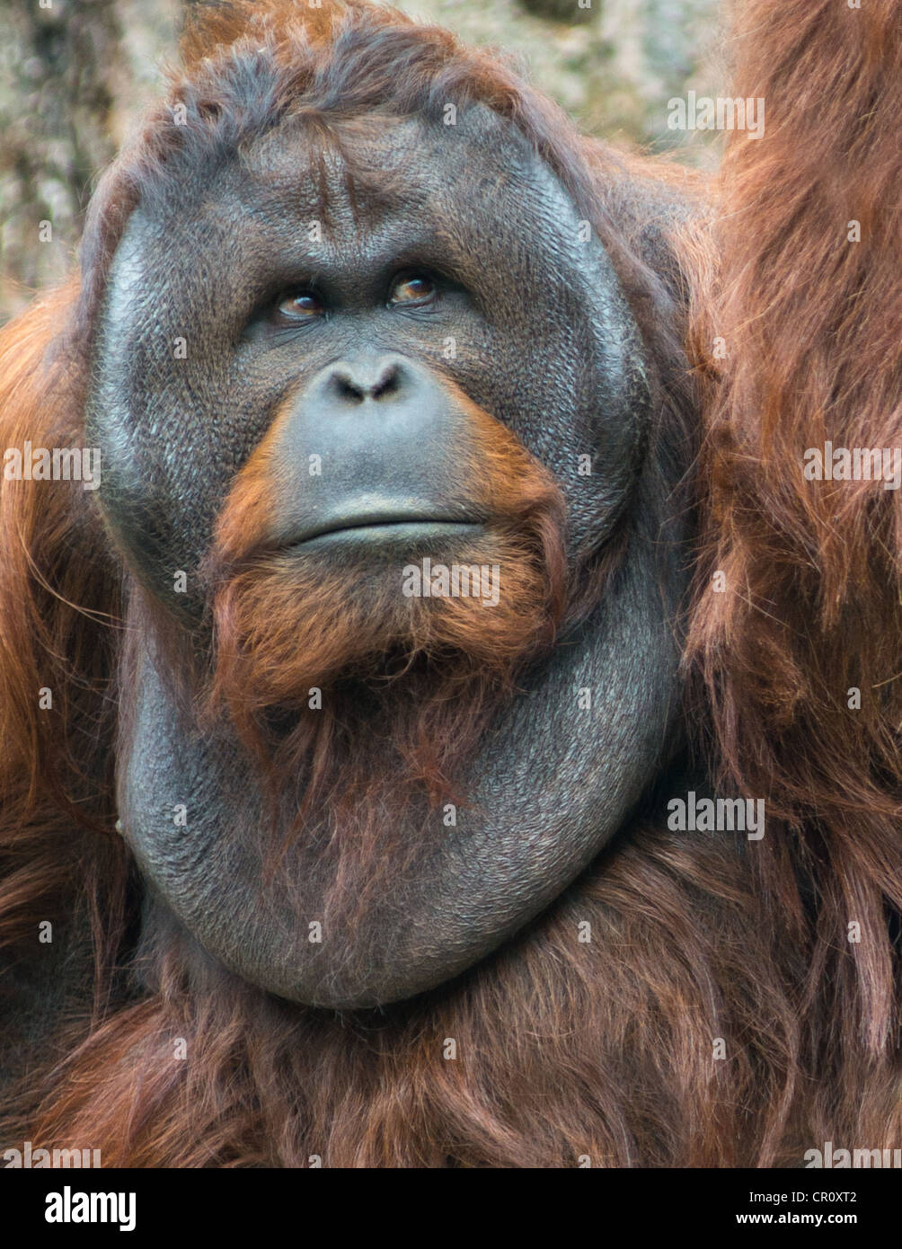 Mature Orangutan. Stock Photo