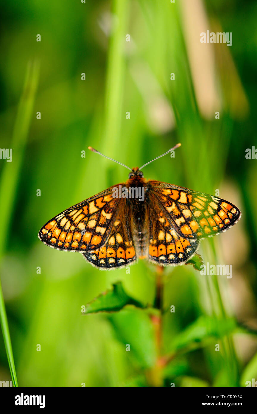 marsh fritillary euphydryas aurinia butterfly portrait format Stock Photo