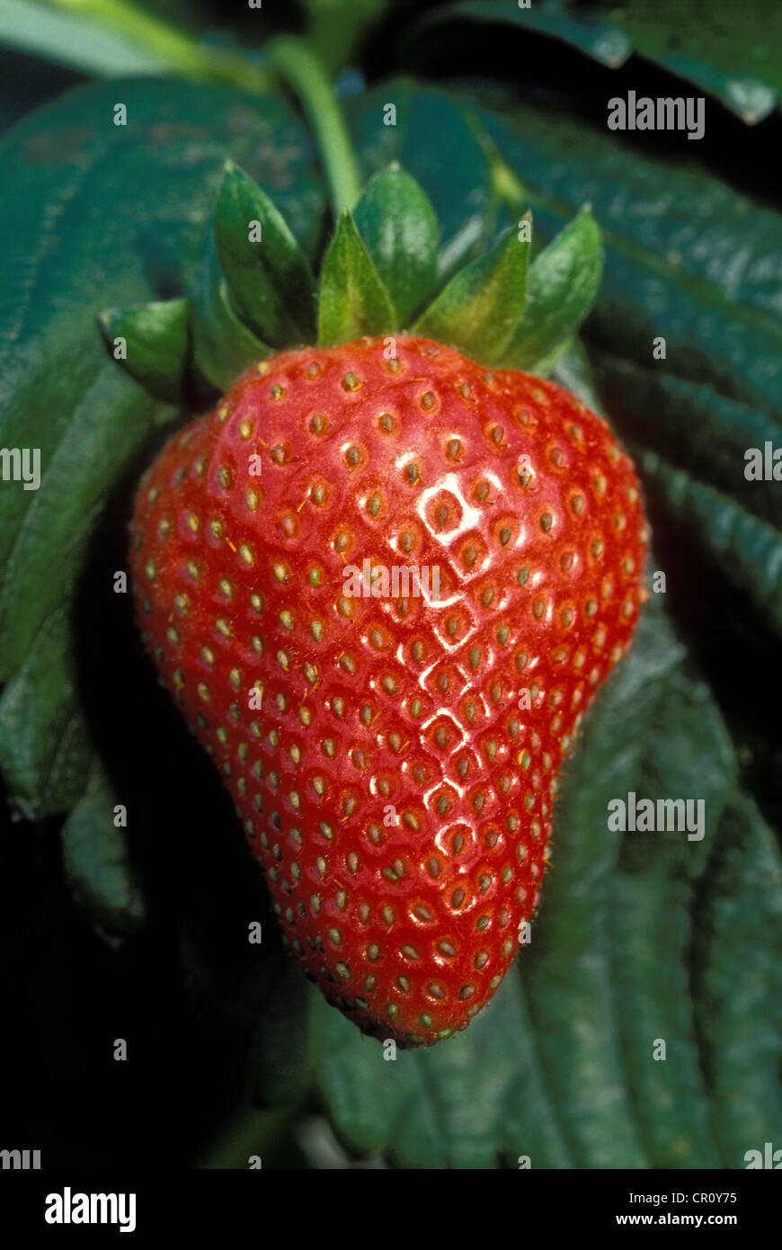 Gariguette hi-res stock photography and images - Alamy