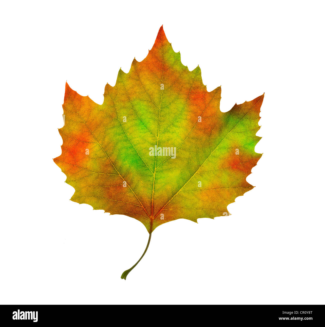 Canadian gold maple leaf hi-res stock photography and images - Alamy