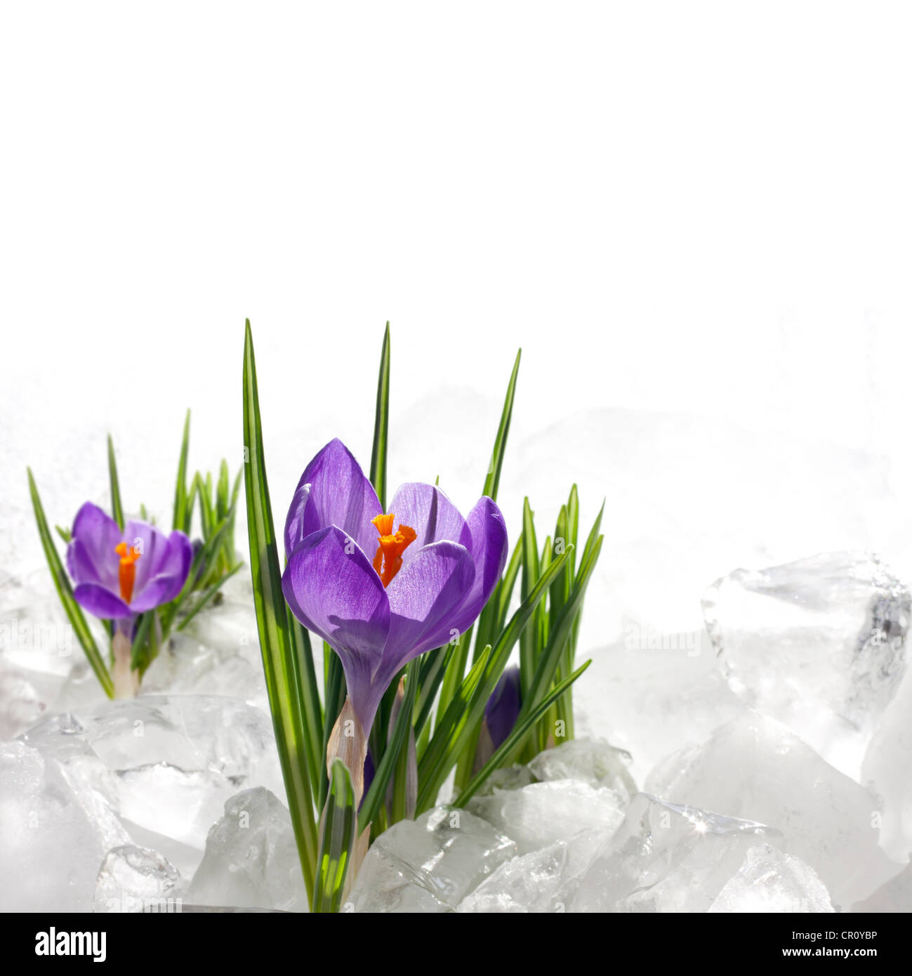 spring crocus in ice and snow on white background Stock Photo - Alamy