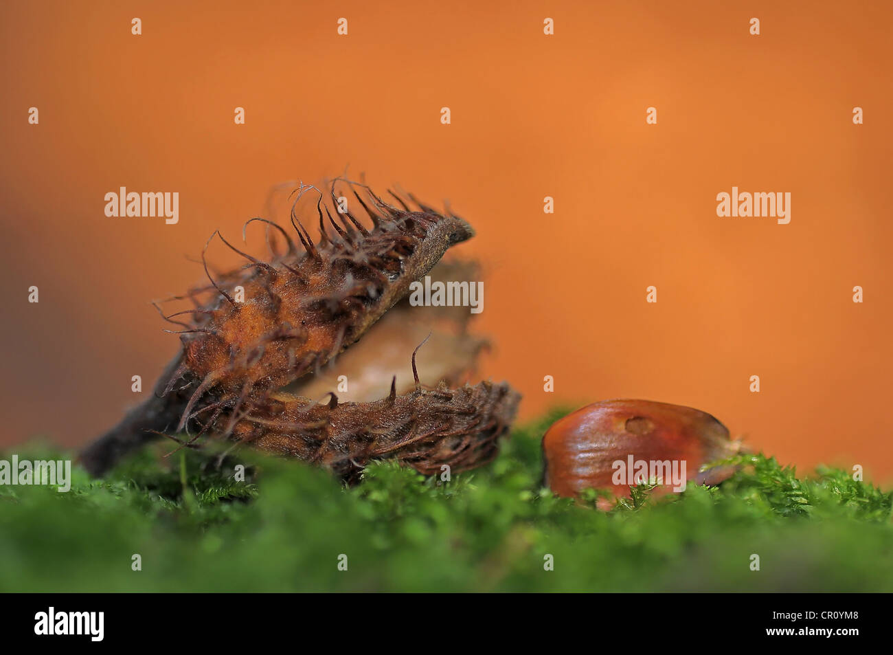 Beech nut of a Beech (Fagus sylvatica) on the forest moss, autumn motif Stock Photo