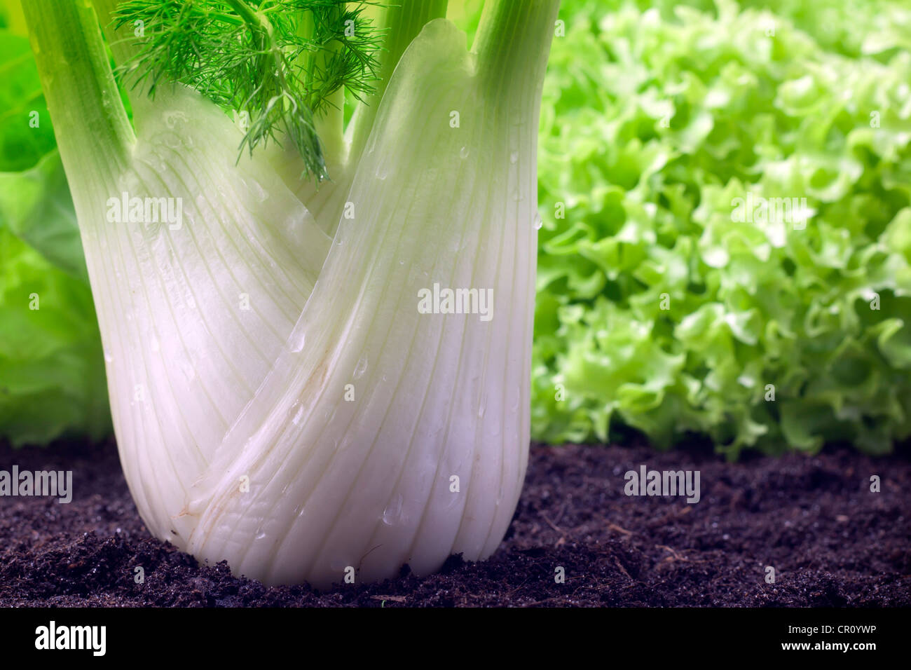 fennel dill growing in the garden Stock Photo Alamy