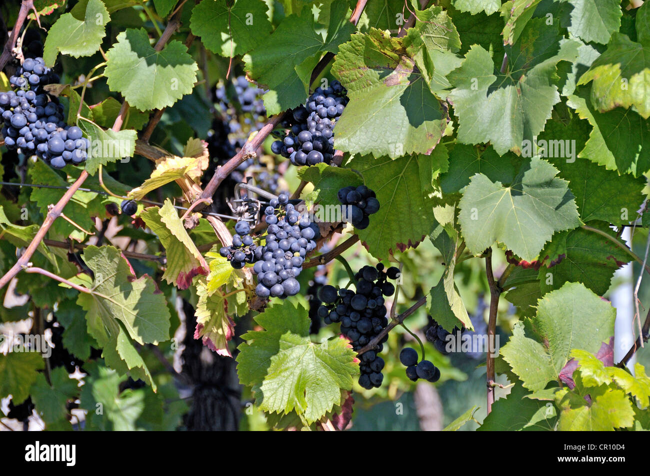 Grapes (Vitis vinifera), blue grapes on the vine, vineyard in Esslingen am Neckar, Baden-Wuerttemberg, Germany, Europe Stock Photo