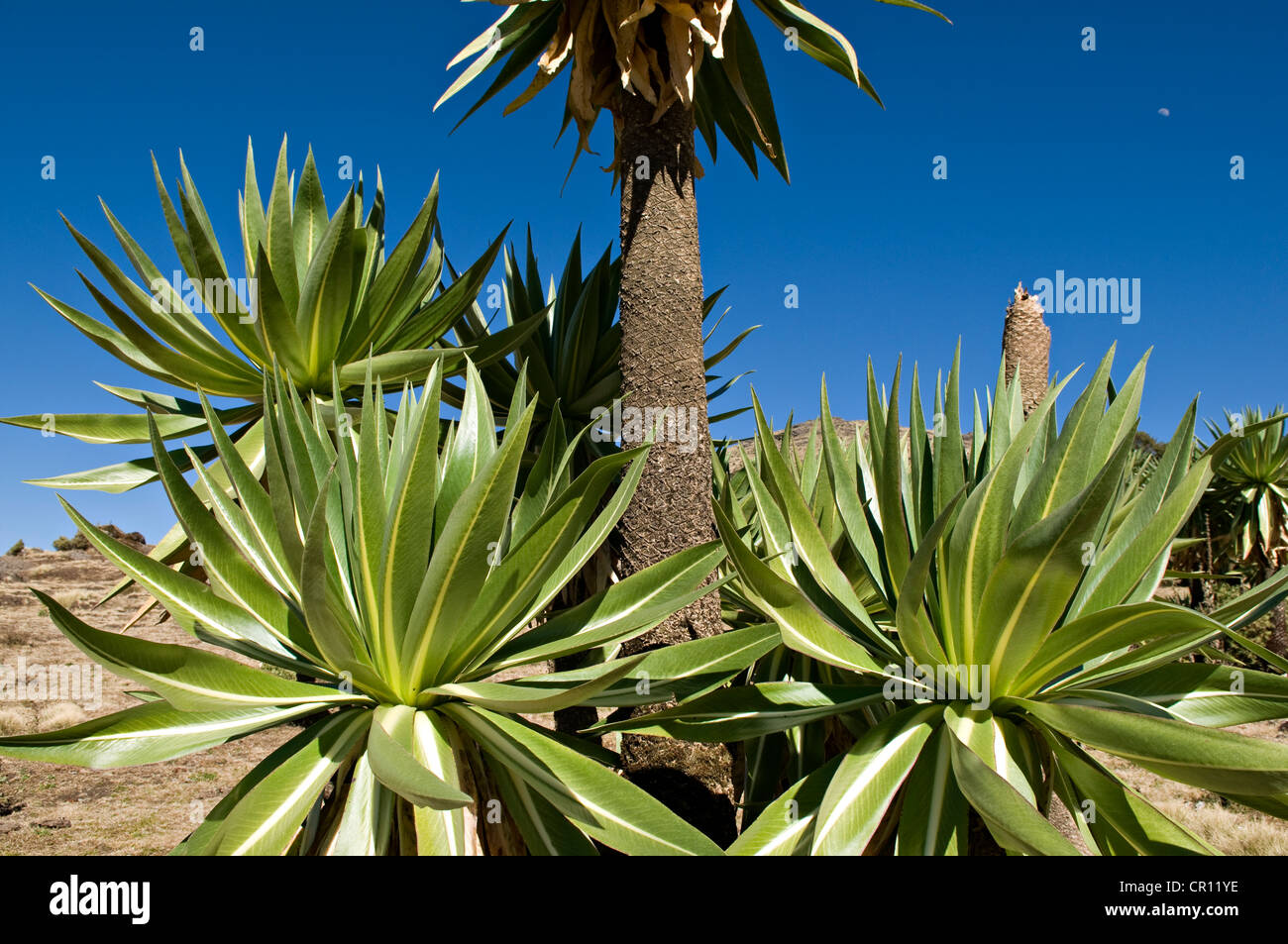 Ethiopia flora hi-res stock photography and images - Page 4 - Alamy