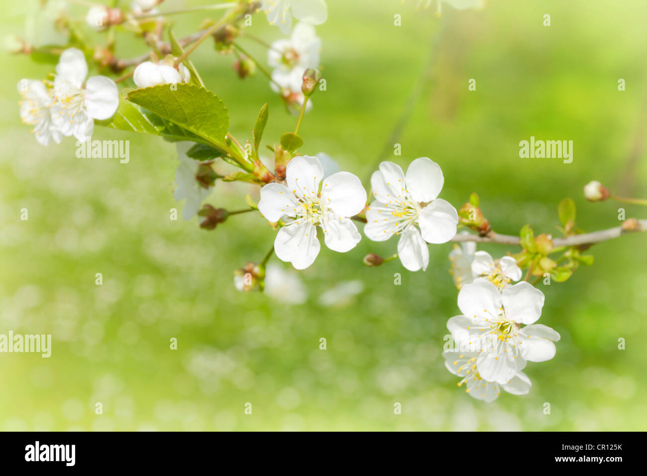 Apple blossom on the tree in the garden abstract spring floral background Stock Photo