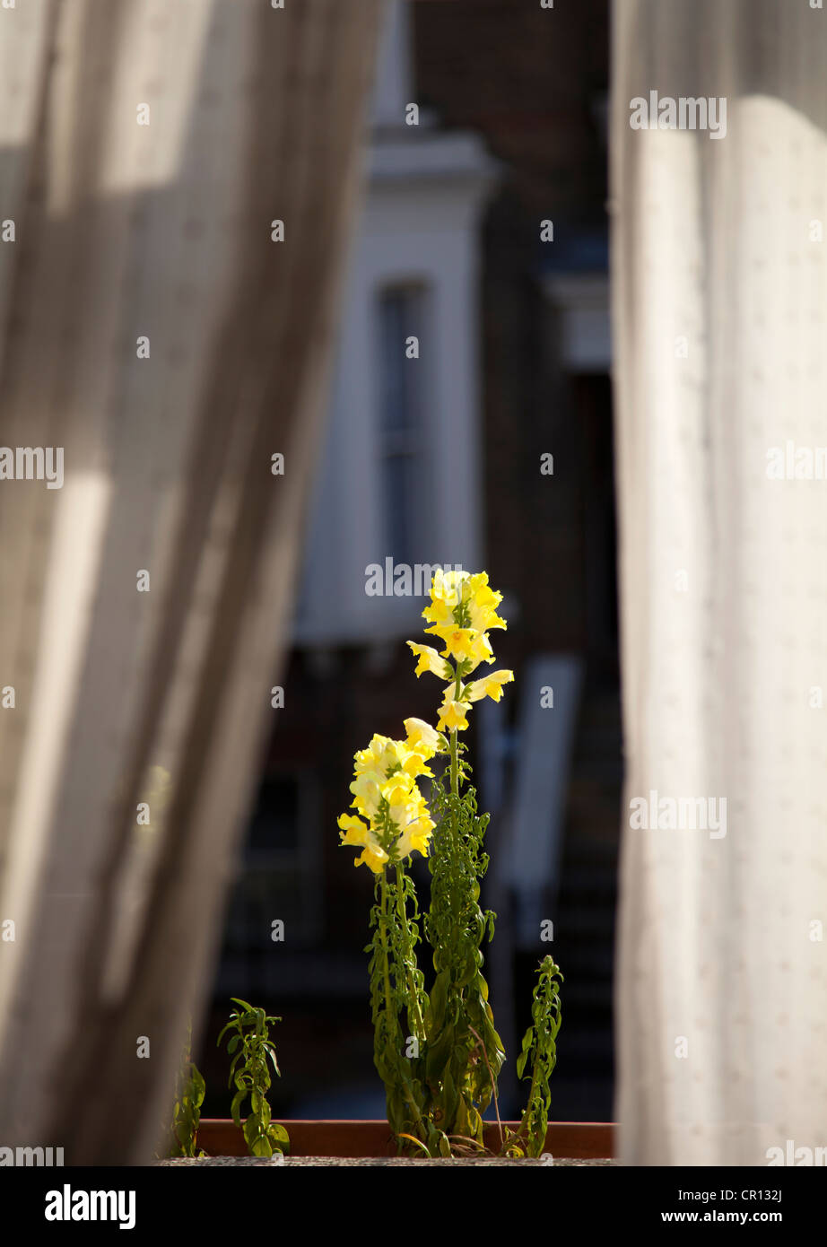 Snapdragons in window box Stock Photo