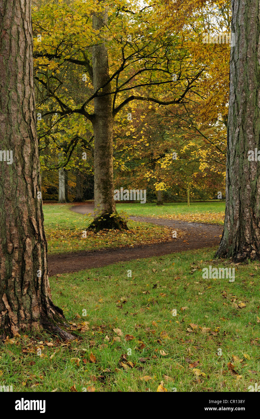 A footpath winding through Westonbirt Arboretum, Gloucestershire, UK. Stock Photo