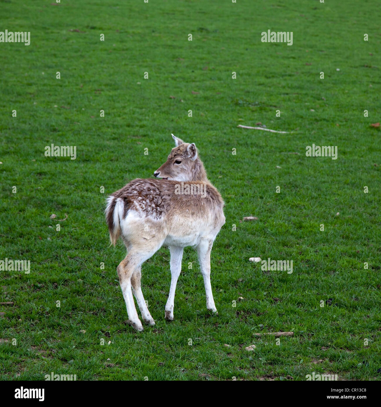 Small deer, Southweald Park, Essex Stock Photo