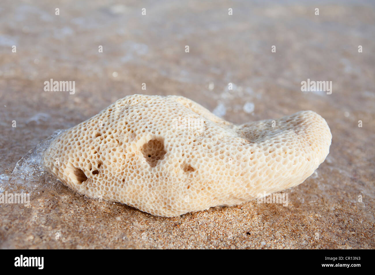 Washed up coral on a beach near Exmouth, Western Australia. Stock Photo