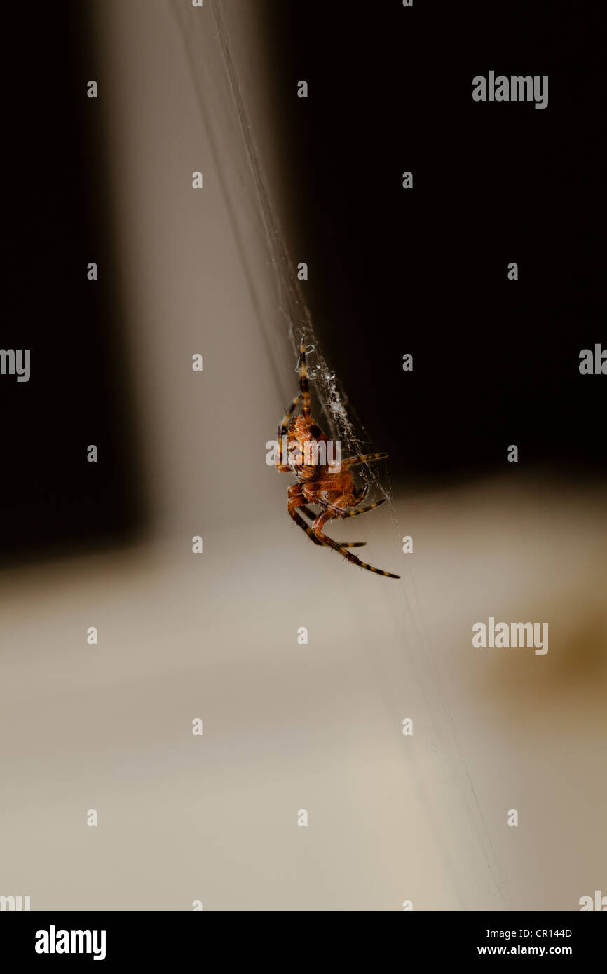 EUROPEAN GARDEN SPIDER (Araneus diadematus) MACRO SHOT WITH WEB Stock ...