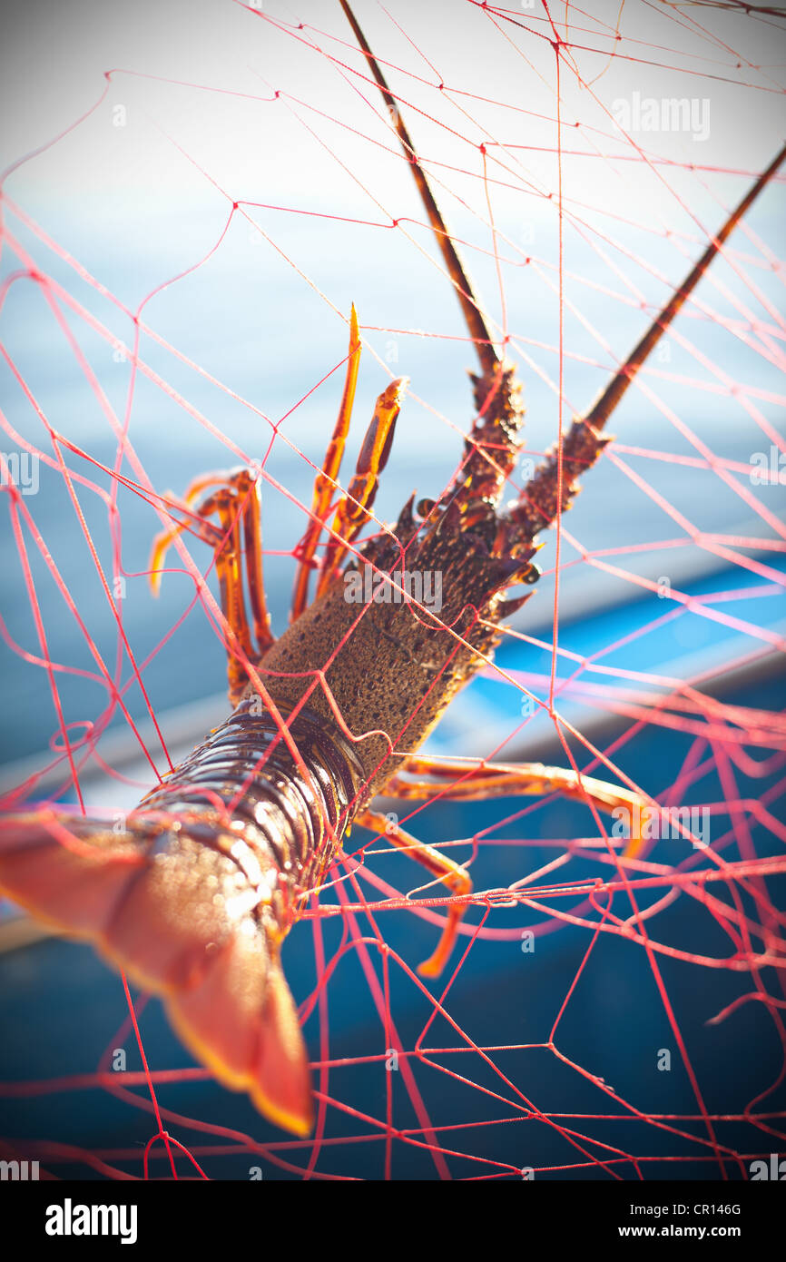 Portland, Maine, USA. 27th Sep, 2022. Three pollock fish caught in a gillnet  fishing net being hoisted on board a commercial fishing boat off the coast  of Maine A board a gillnet