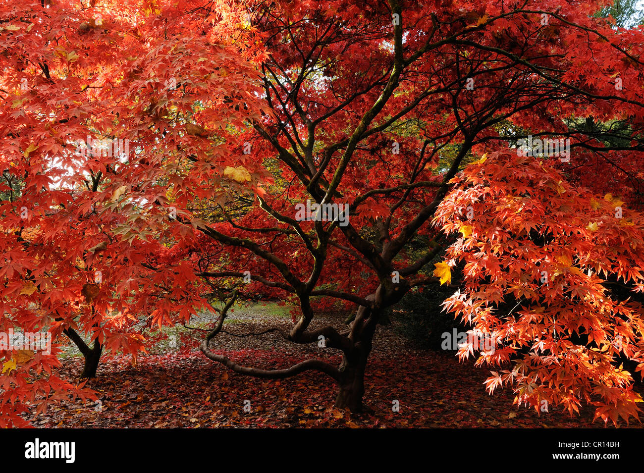 A red Acer in the Acer Glade, Westonbirt Arboretum, Gloucestershire, UK. Stock Photo