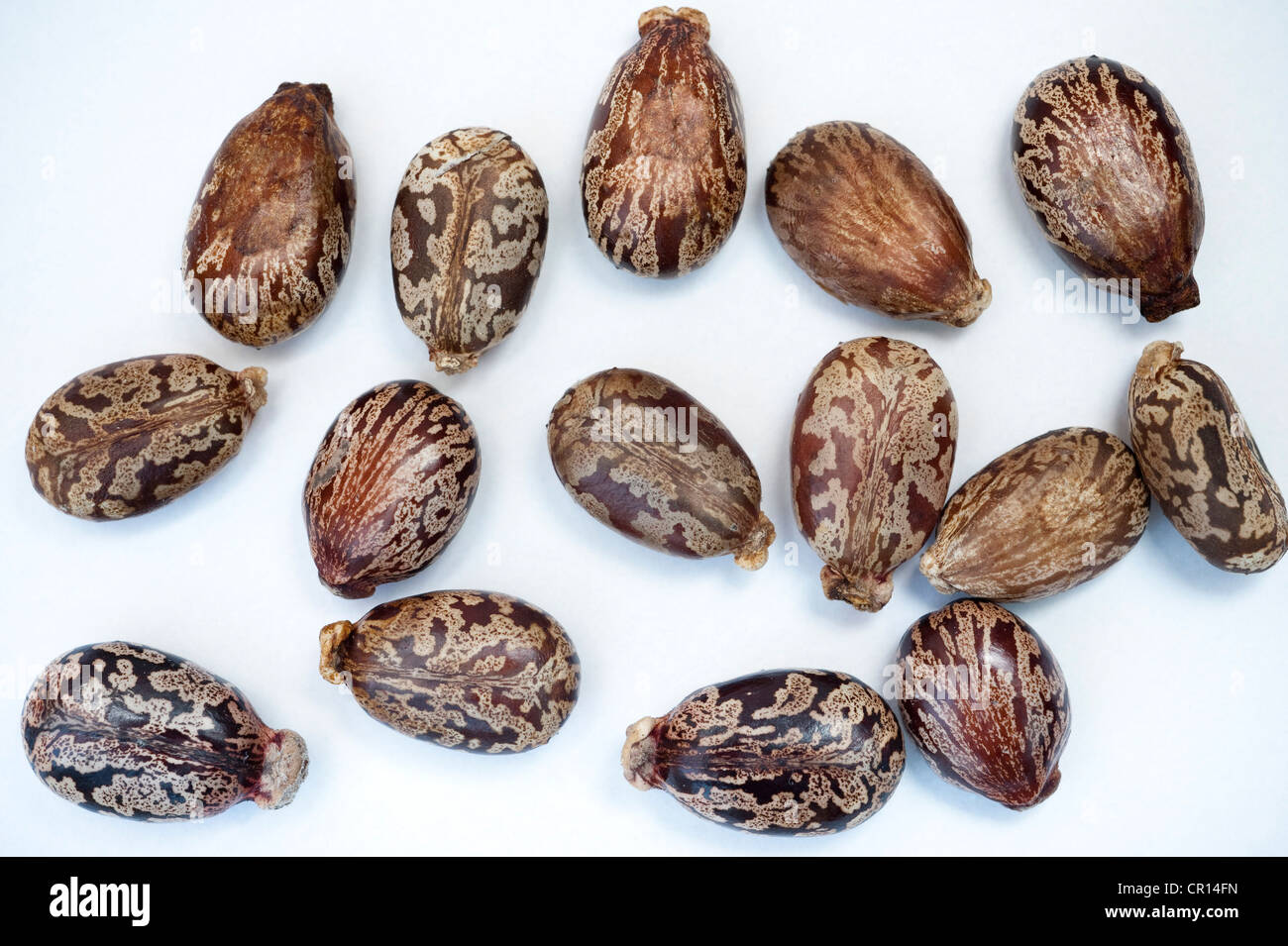 Castor oil plant bean Ricinus communis ricin toxin Stock Photo Alamy Castor oil plant bean Ricinus communis ricin toxin Stock Photo Alamy