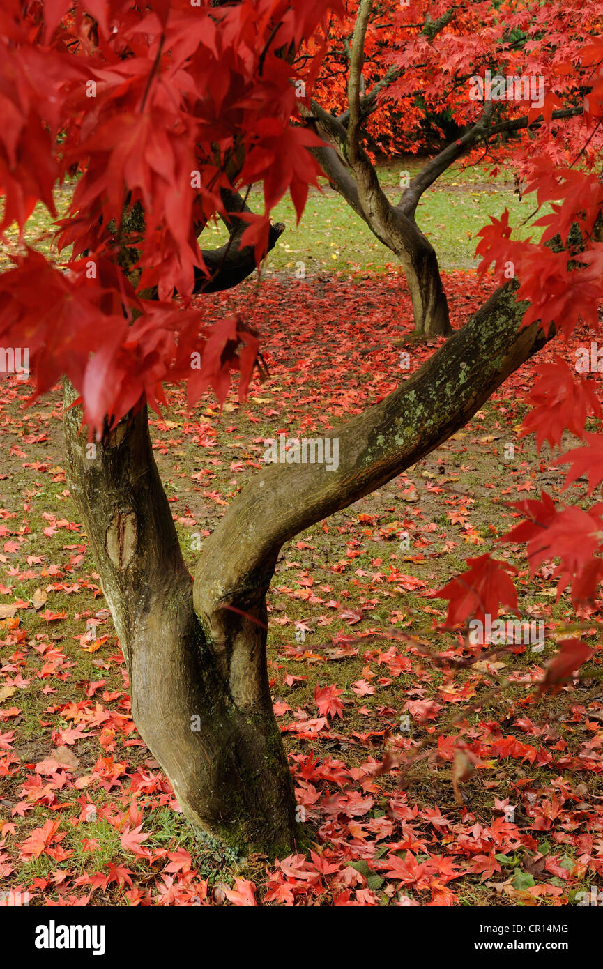 A pair of autumnal Acers in Westonbirt Arboretum, Gloucestershire, UK. Stock Photo