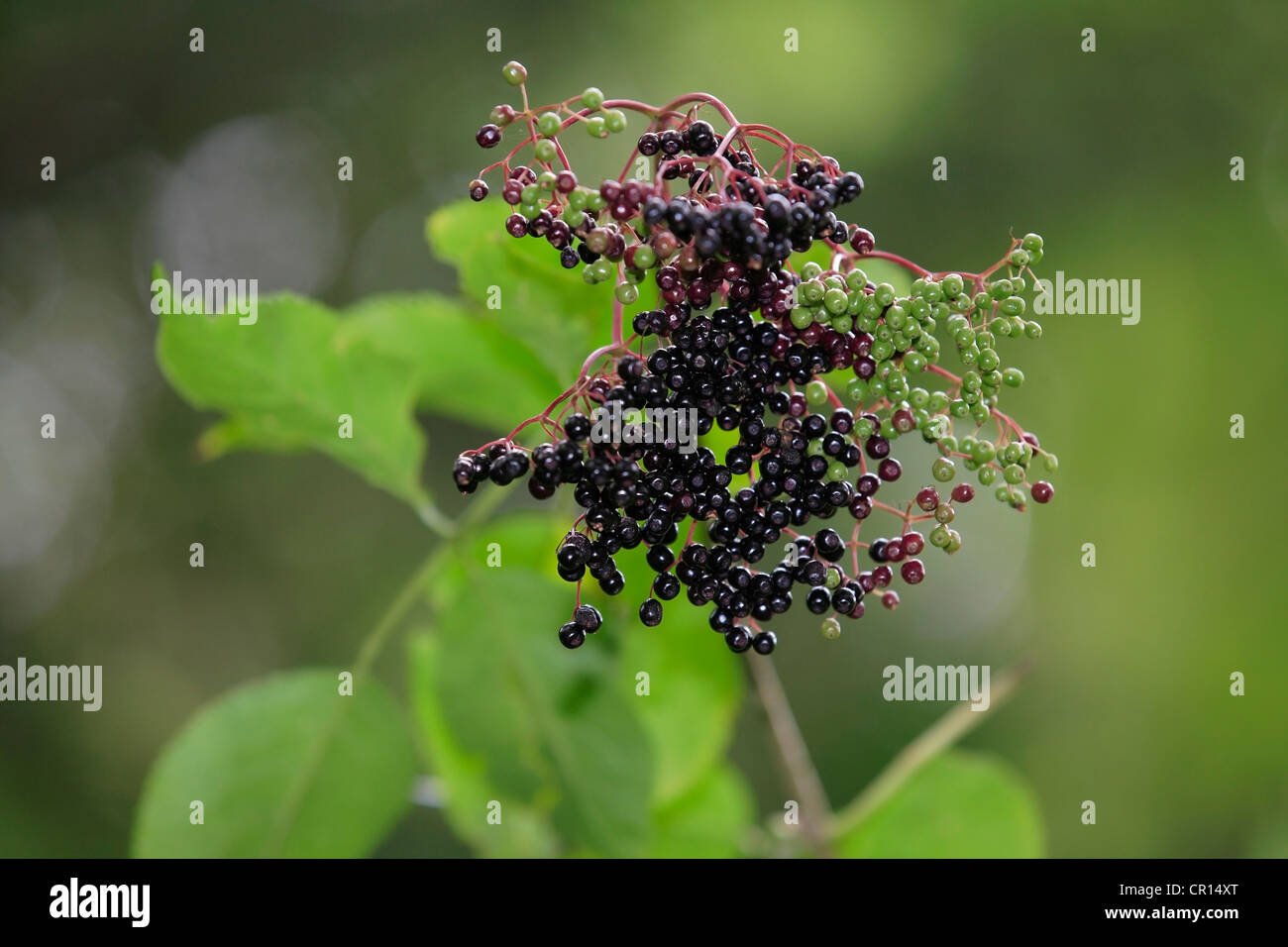 Black Elderberry (Sambucus nigra) fruit cluster with leaves, Lindlar