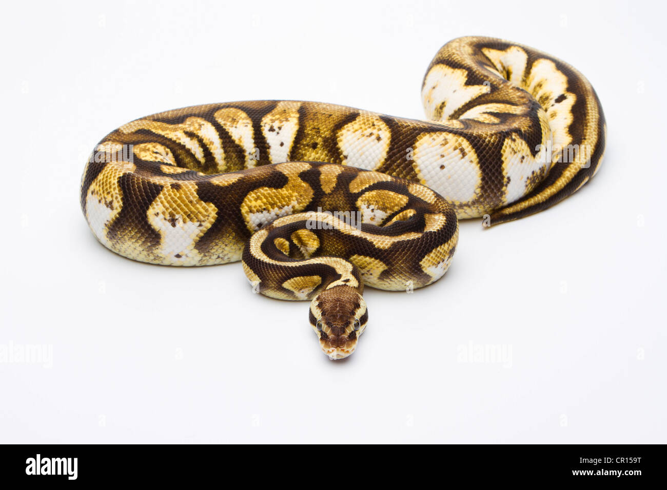 Royal Python (Python regius), Pastel Calico, female, Markus Theimer reptile breeding, Austria Stock Photo