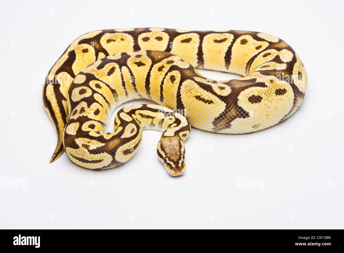 Royal Python (Python regius), Vanilla Super Pastel, female, Willi Obermayer reptile breeding, Austria Stock Photo