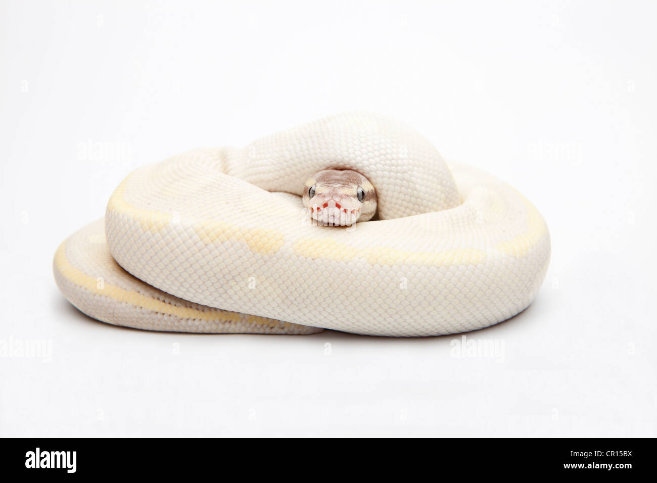 Opal Diamond Ball Python or Royal Python (Python regius), male Stock ...