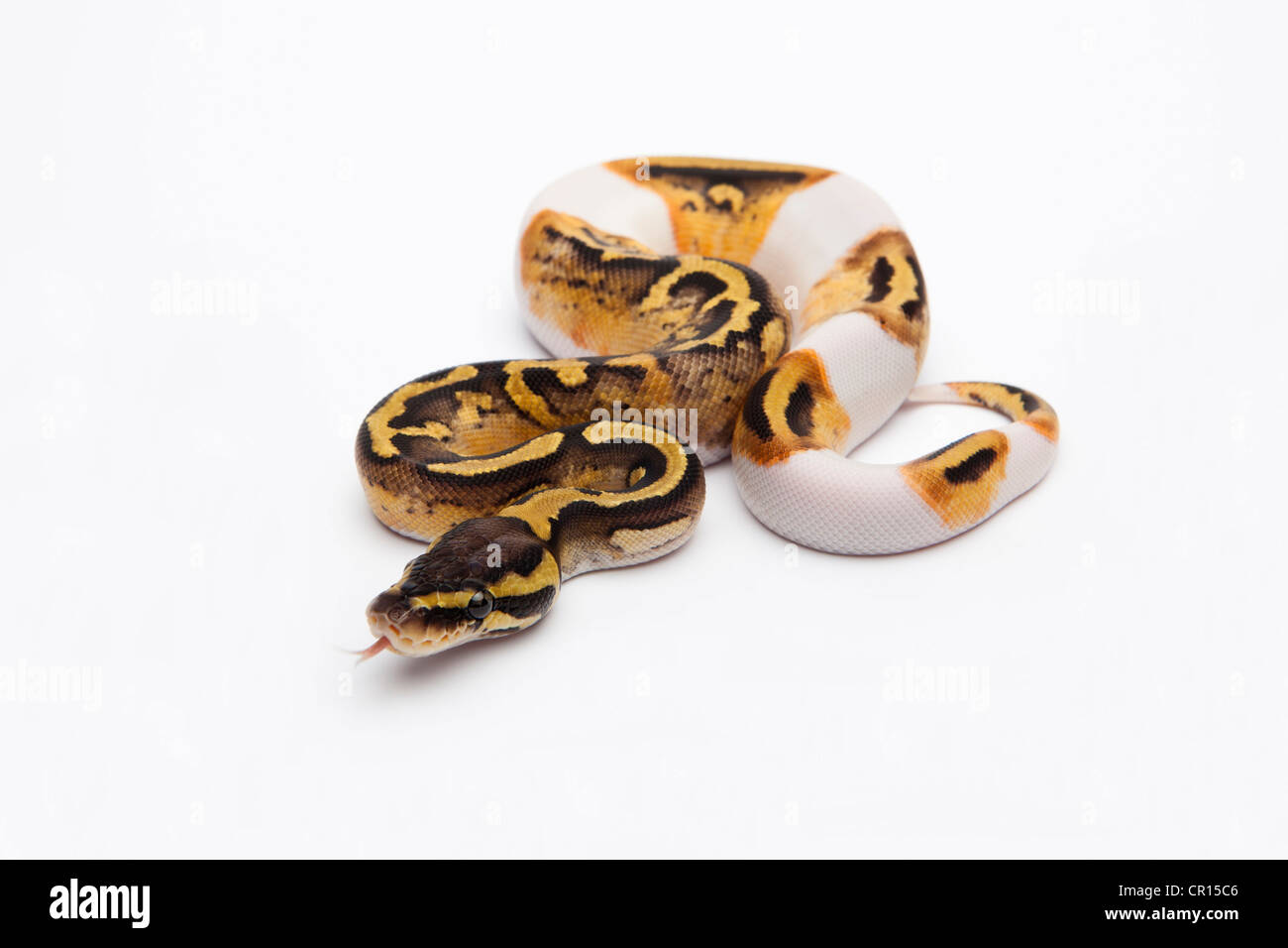 Pastel Piebald Ball Python or Royal Python (Python regius), female Stock Photo