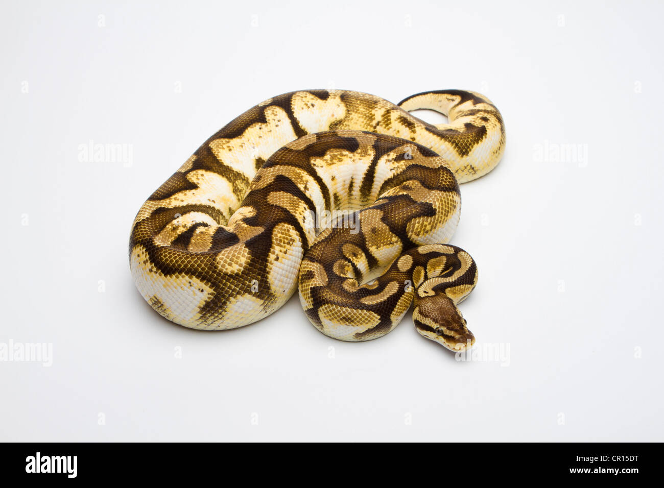 Pastel Sugar Ball Python or Royal Python (Python regius), female Stock Photo