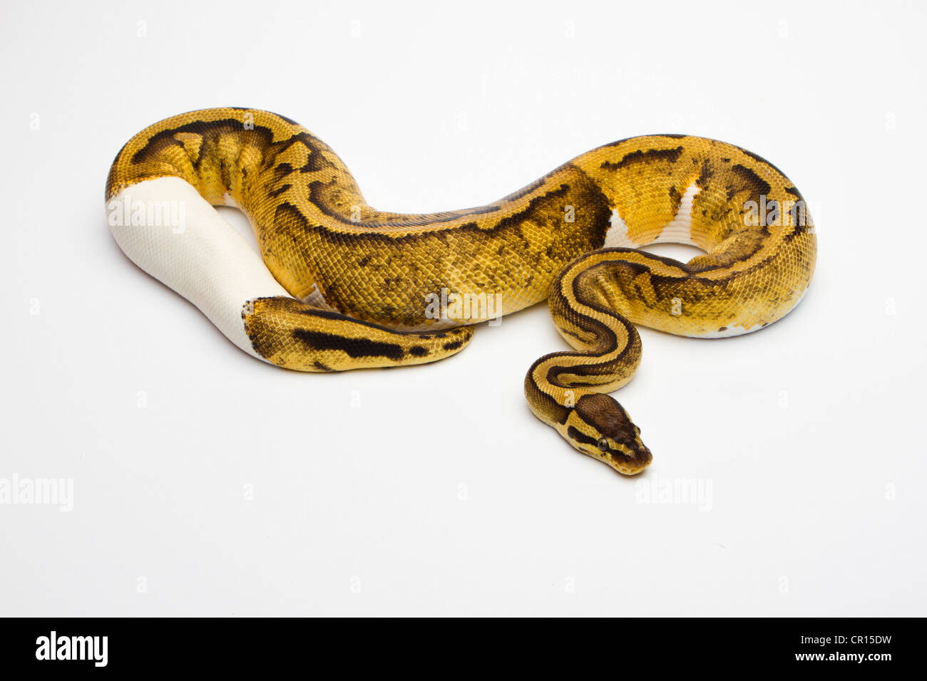 Pastel Piebald Ball Python or Royal Python (Python regius), female Stock Photo