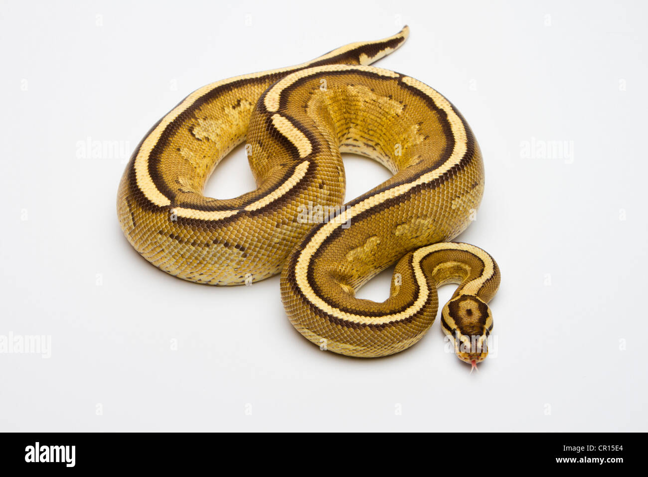 Superstripe Ball Python or Royal Python (Python regius), male Stock ...