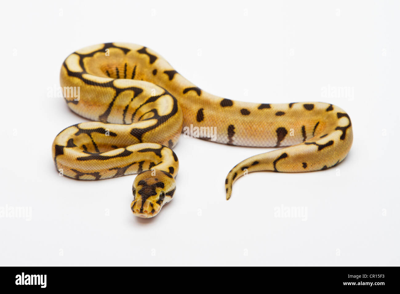 Desert spider hi-res stock photography and images - Alamy