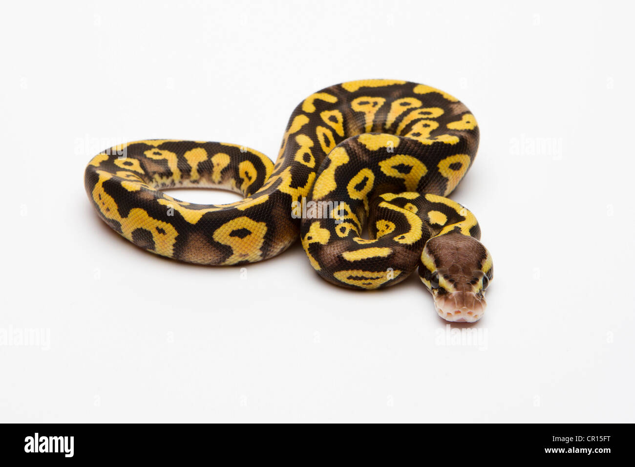Pastel Phantom Yellow Belly Ball Python or Royal Python (Python regius), male Stock Photo