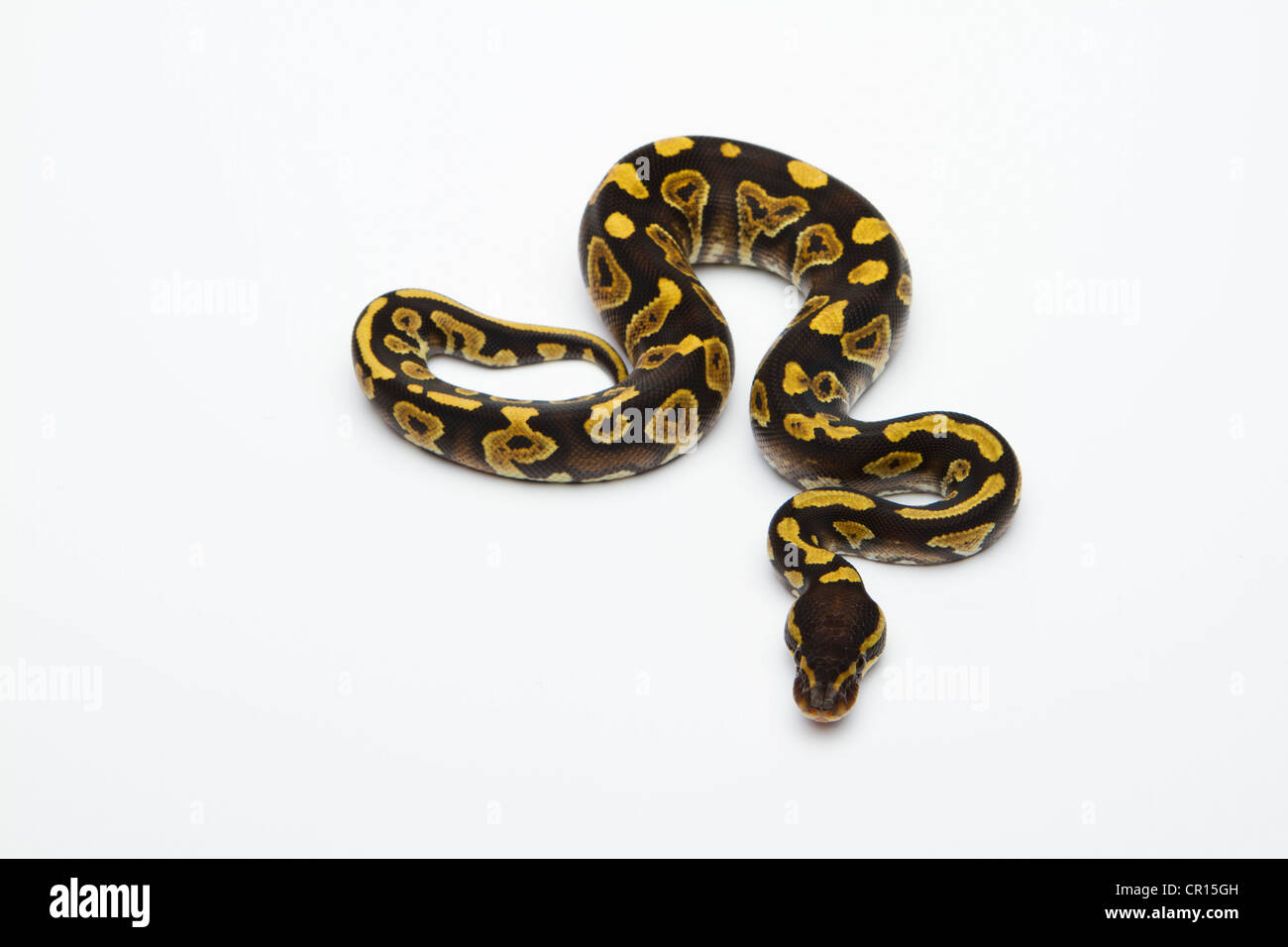 Phantom Yellow Belly Ball Python or Royal Python (Python regius), male ...
