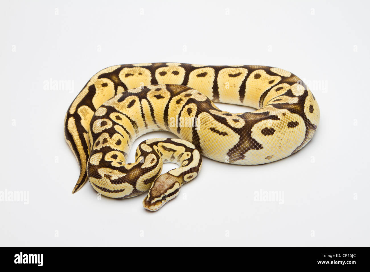 Super Pastel Vanilla Ball Python or Royal Python (Python regius), female Stock Photo