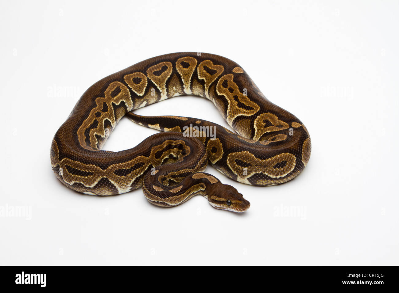 Black Pastel Ball Python Miniature // Figure // Ball Python 