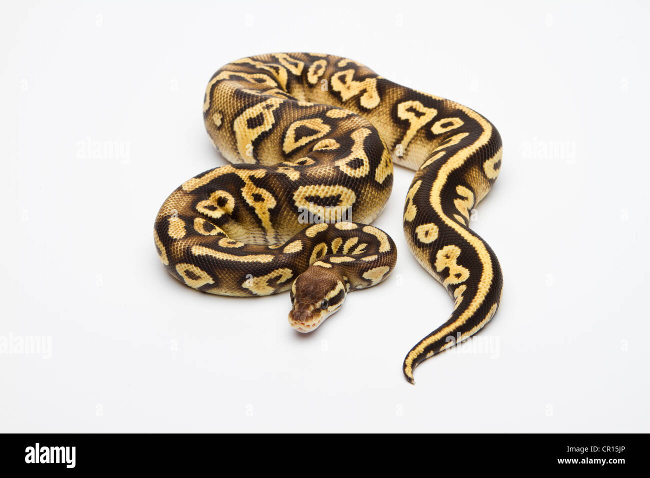 Pastel Phantom Yellow Belly Ball Python or Royal Python (Python regius), female Stock Photo