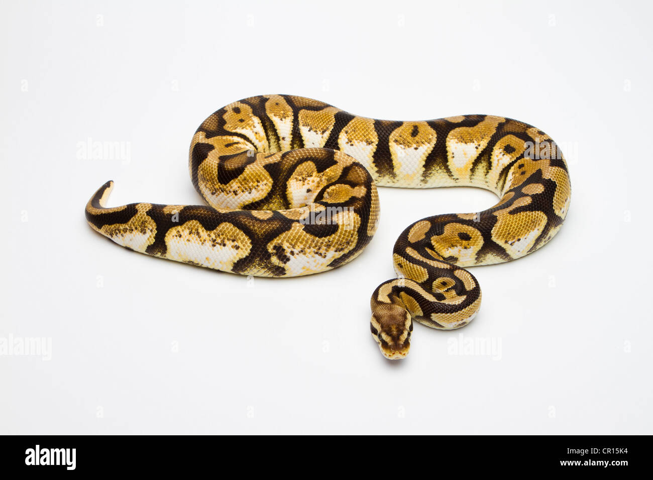 Pastel Calico Ball Python or Royal Python (Python regius), female Stock Photo