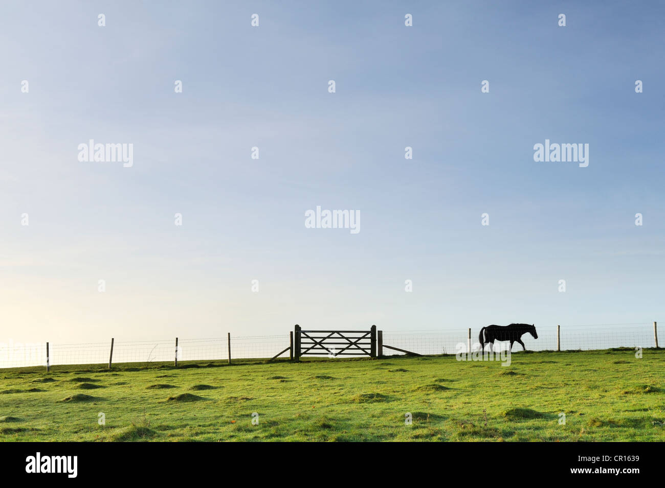 A lone horse in a field against a big sky. Stock Photo