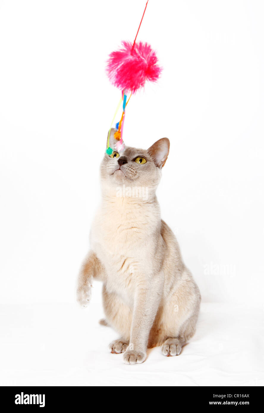 Burmese cat playing with a cat toy Stock Photo
