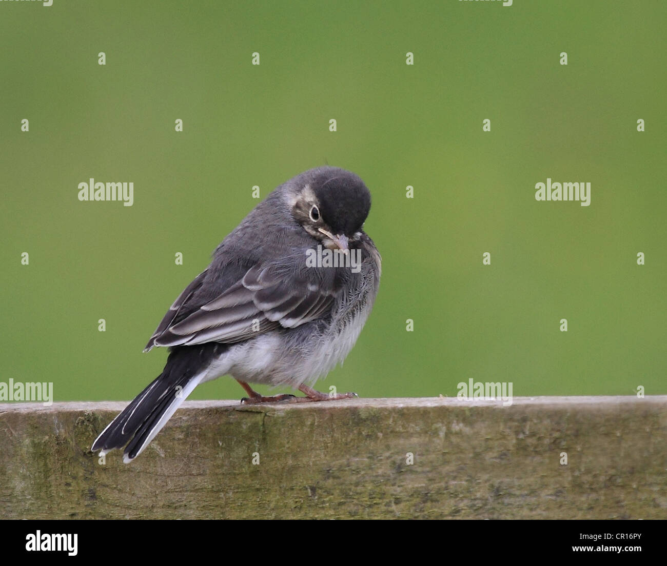 Baby Pied Wagtail Stock Photo