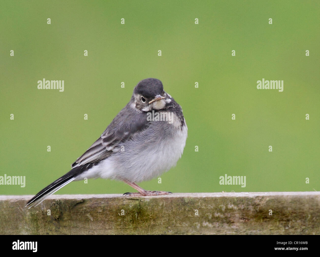 Baby Pied Wagtail sitting on a fence Stock Photo