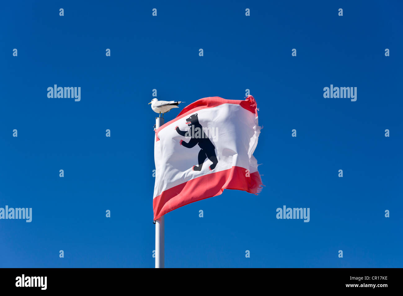 Berlin state flag at the pier on the south beach, Grossenbrode, Schleswig-Holstein, Germany, Europe Stock Photo