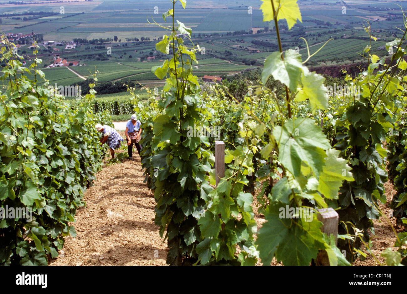 Hungary, Tokay (Tokaji), working in Hetszolo vineyard Stock Photo