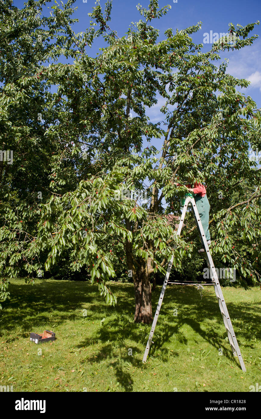 Woman pruning trees on ladder Stock Photo Alamy