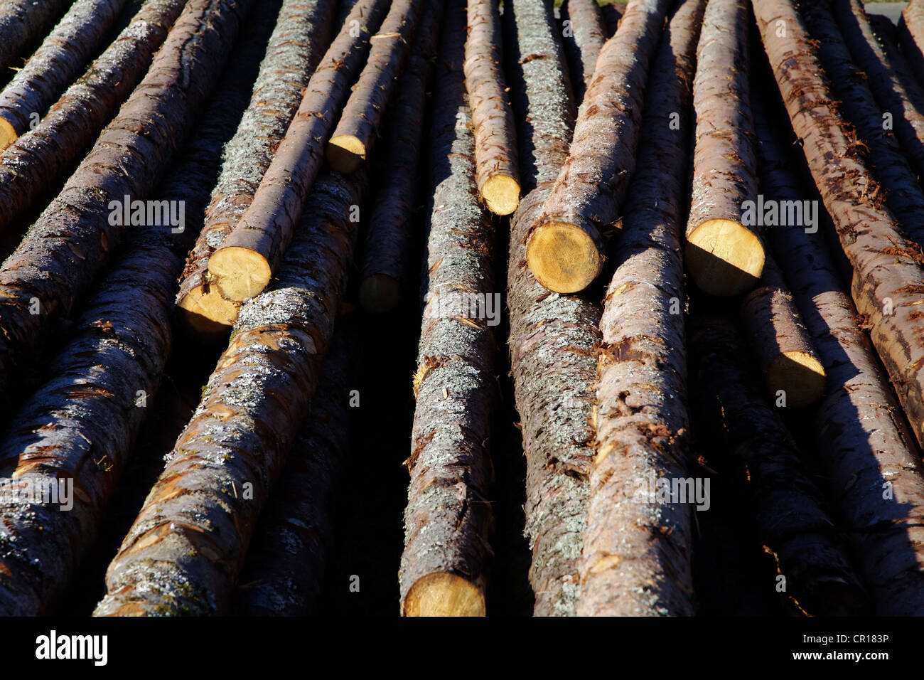 Freshly cut pine wood Stock Photo