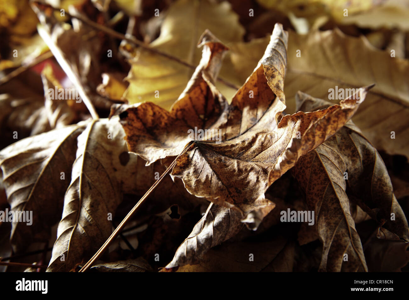 Dry autumn leaves Stock Photo