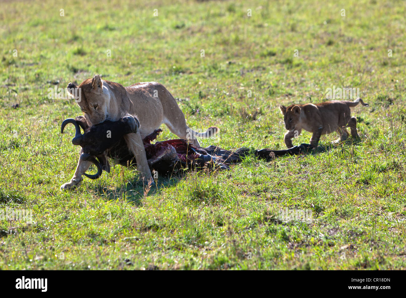 Lioness (Panthera leo) carrying a captured Blue Wildebeest (Connochaetes taurinus), with a lion cub following Stock Photo