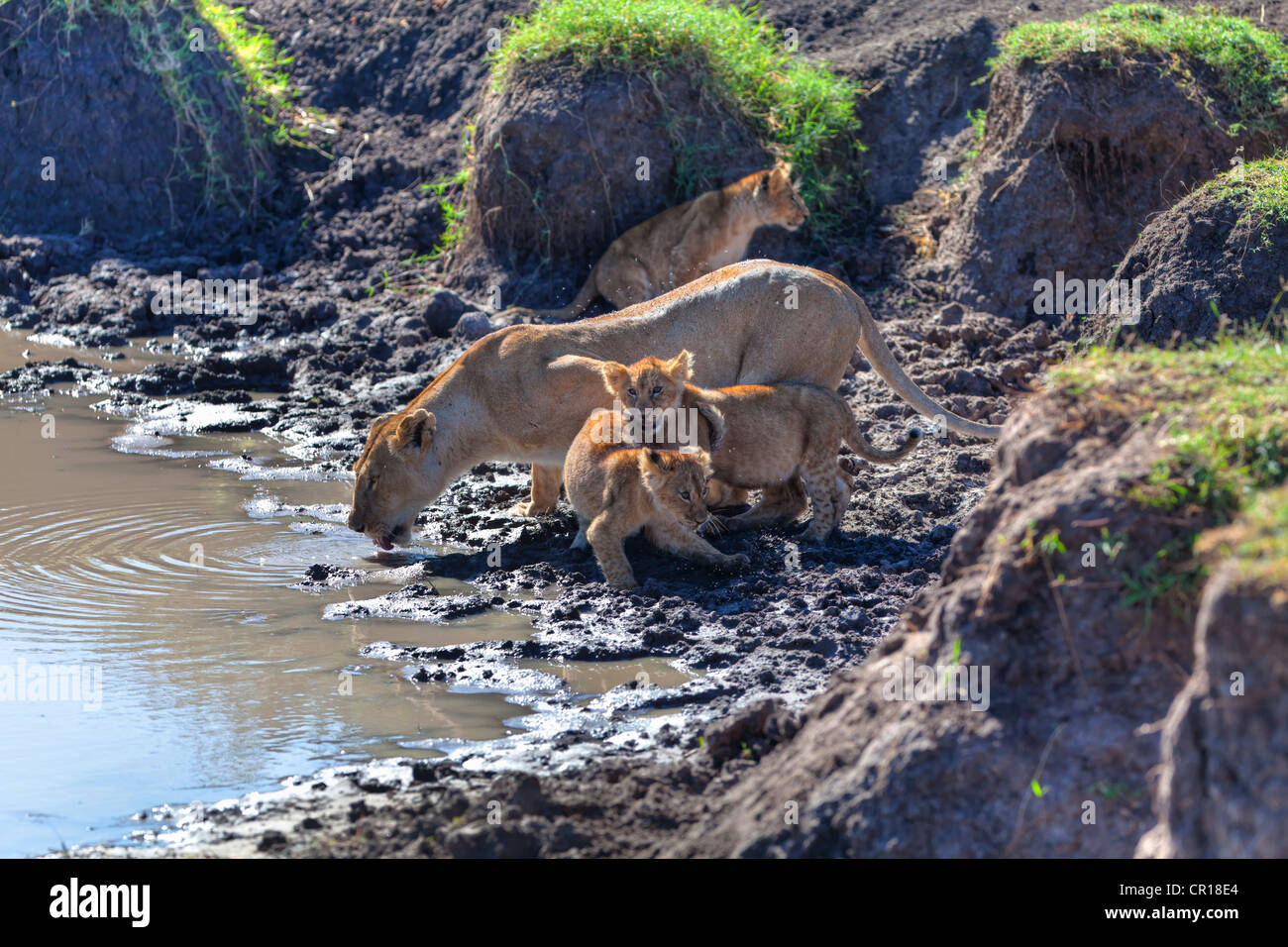 Lioness (Panthera leo) with cubs at a waterhole, Masai Mara National ...