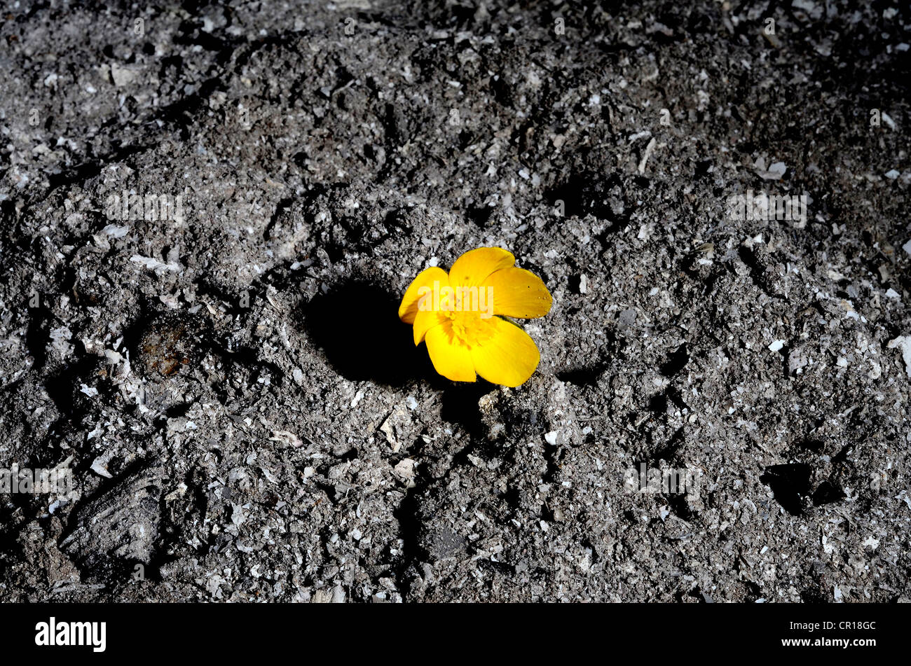 buttercup flower in wood ashes Stock Photo